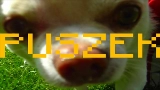 Miniature de la vidéo TO PIPY