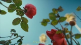 Miniature de la vidéo Mi Morena
